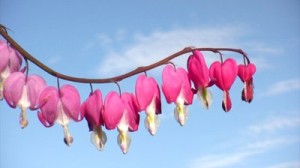 stock-footage-bleeding-hearts-flowers-on-blue-sky-background-close-up-shot